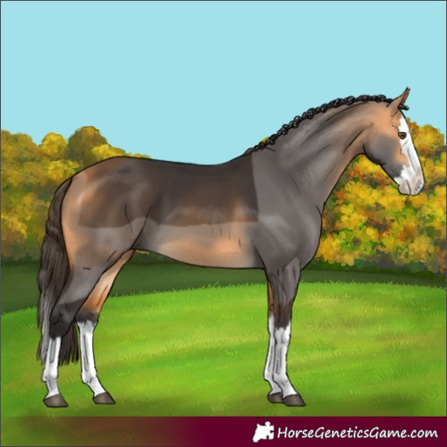 Horse Color:Buckskin Splash