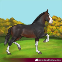 Horse Color:Brown Splash