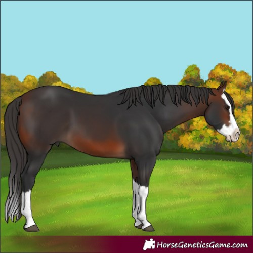 Horse Color:Brown Splash