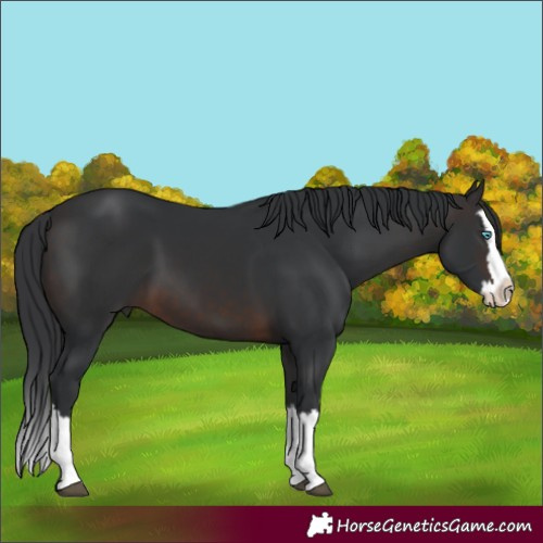 Horse Color:Brown Splash