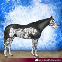 Horse Color:Black Splash Frame  and Black Splash Frame 