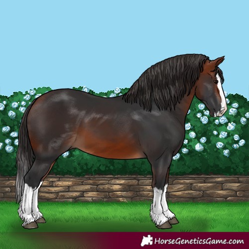 Horse Color:Bay Splash