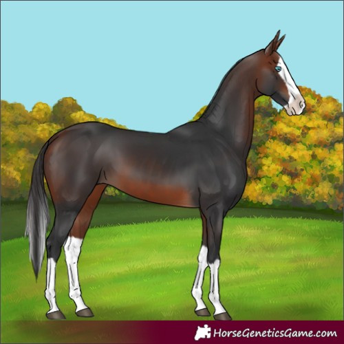 Horse Color:Bay Splash 