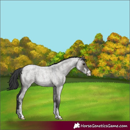 Horse Color:Grullo Roan Sabino Rabicano