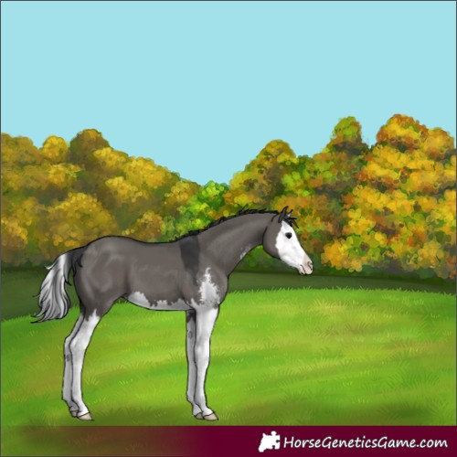 Horse Color:Grullo Sabino Splash 