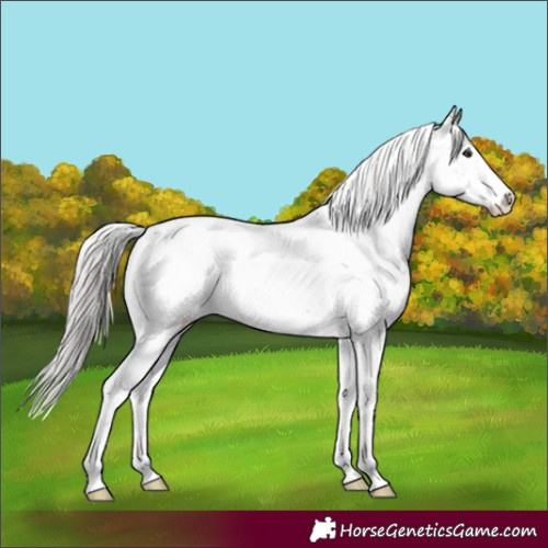 Horse Color:Silver Brown Dun Sabino 