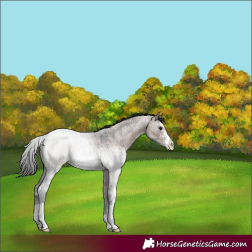Horse Color:Brown Roan Dun Sabino 