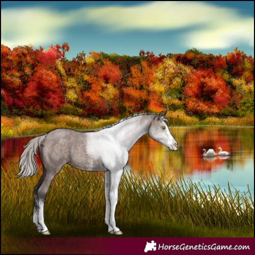Horse Color:Silver Brown Roan Dun Sabino