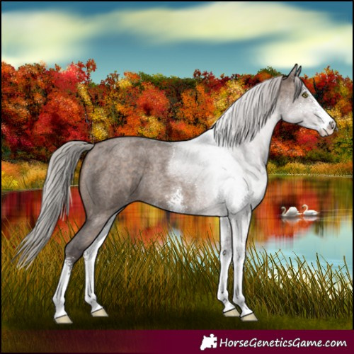Horse Color:Silver Brown Roan Dun Sabino 