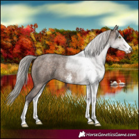 Horse Color:Silver Brown Roan Dun Sabino