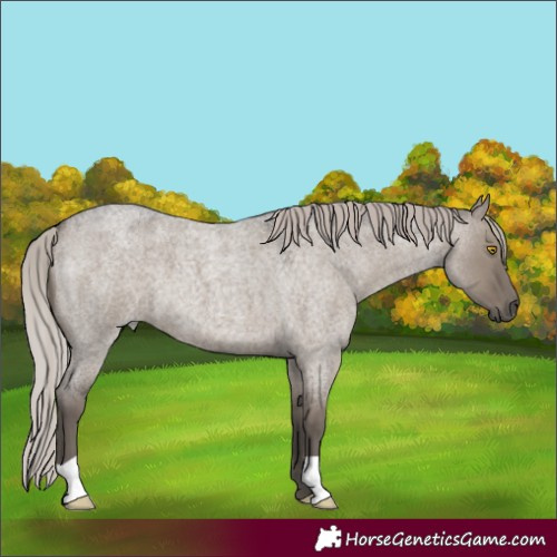 Horse Color:Silver Grullo Roan