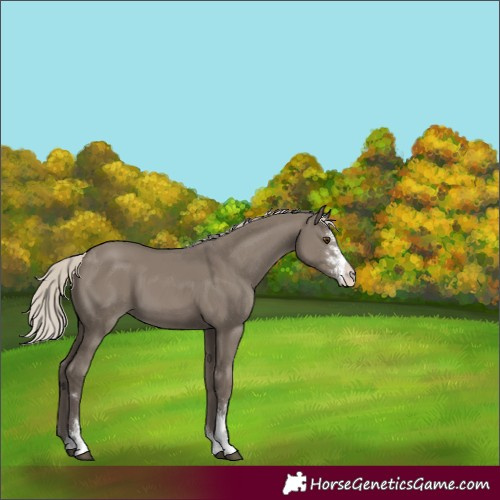 Horse Color:Silver Smoky Grullo Sabino