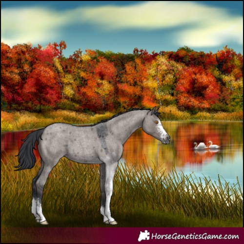 Horse Color:Grullo Roan Sabino 