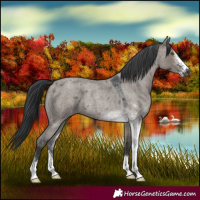 Horse Color:Grullo Roan Sabino
