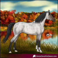 Horse Color:Brown Roan Dun