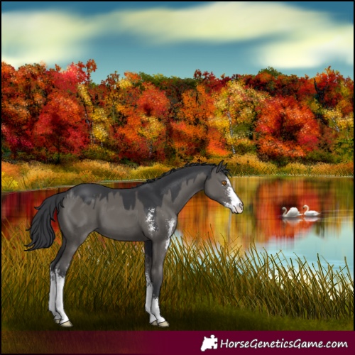 Horse Color:Grullo Sabino 