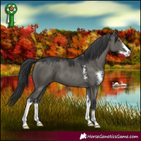 Horse Color:Grullo Sabino