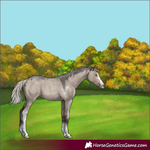 Horse Color:Silver Brown Roan Dun Sabino 