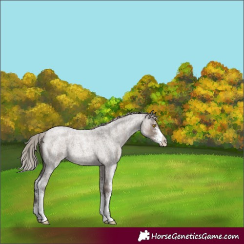 Horse Color:Silver Grullo Roan Sabino 