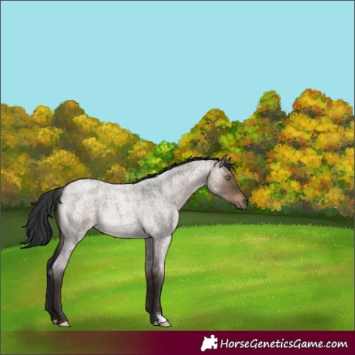 Horse Color:Brown Roan Dun 