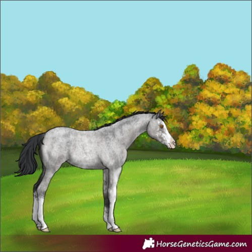 Horse Color:Grullo Roan Sabino