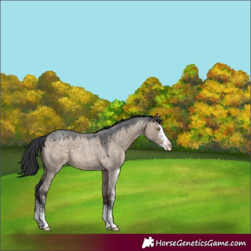 Horse Color:Brown Roan Dun Sabino 