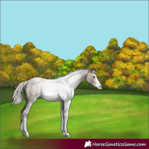 Horse Color:Silver Grullo Roan Sabino 