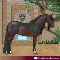 Horse Color:Brown Rabicano