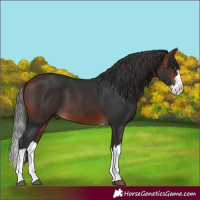 Horse Color:Bay Splash