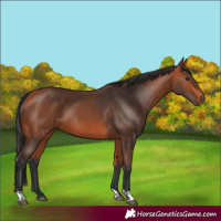 Horse Color:Bay and Bay
