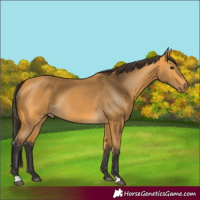 Horse Color:Buckskin 