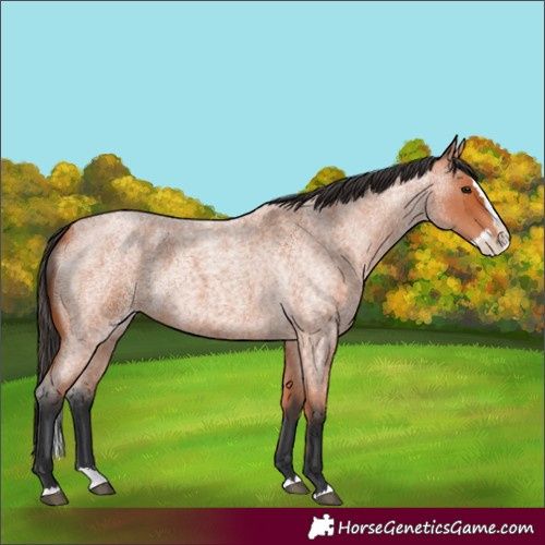 Horse Color:Bay Roan Splash