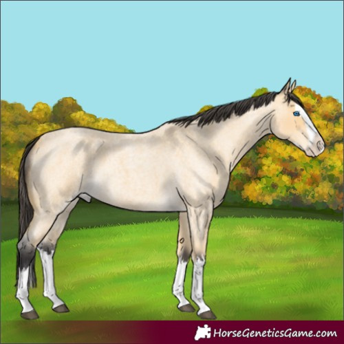 Horse Color:Buckskin Roan Splash 