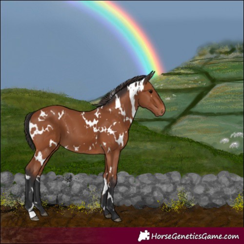 Horse Color:White Spotted Bay 