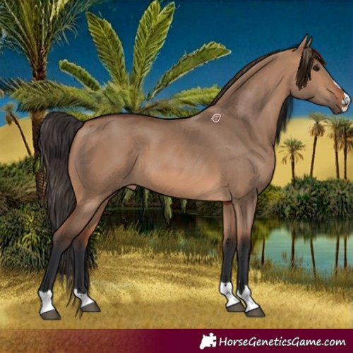 Horse Color:Bay Dun 