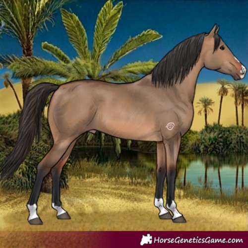 Horse Color:Bay Dun 