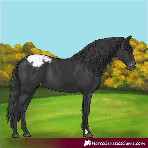 Horse Color:Unknown 