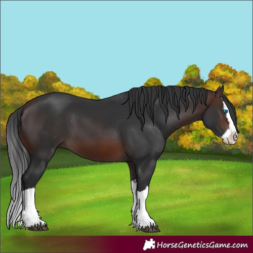 Horse Color:Brown Splash