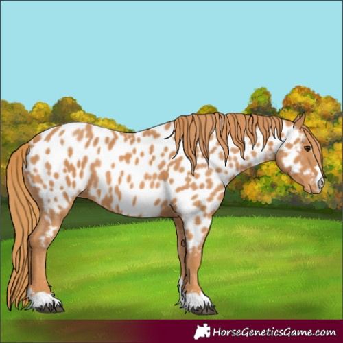 Horse Color:Chestnut Appaloosa