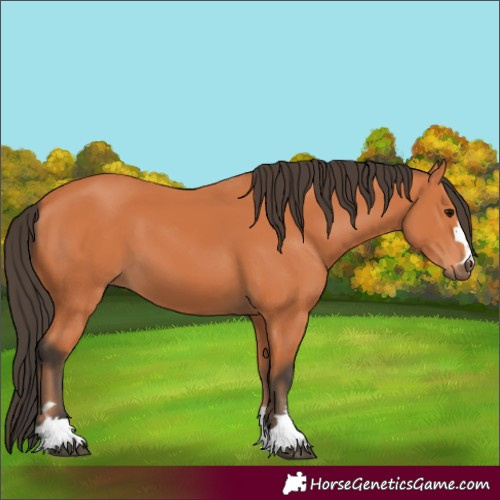 Horse Color:Bay 