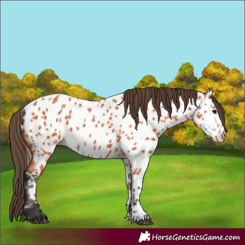 Horse Color:Bay Appaloosa 