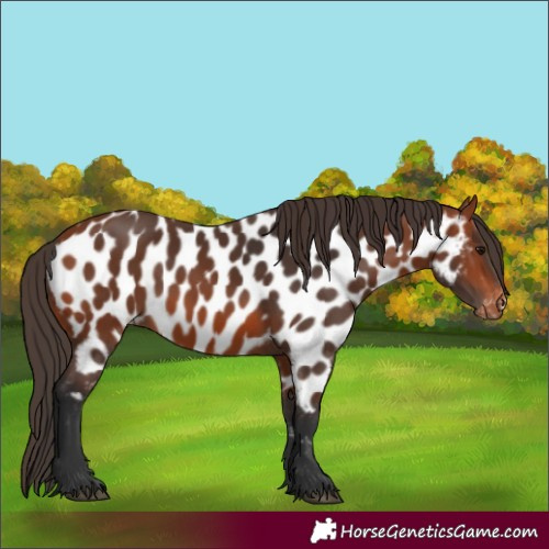 Horse Color:Bay Near Leopard