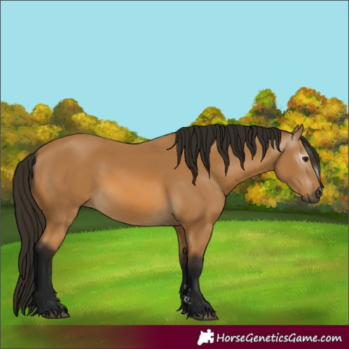 Horse Color:Gray Buckskin