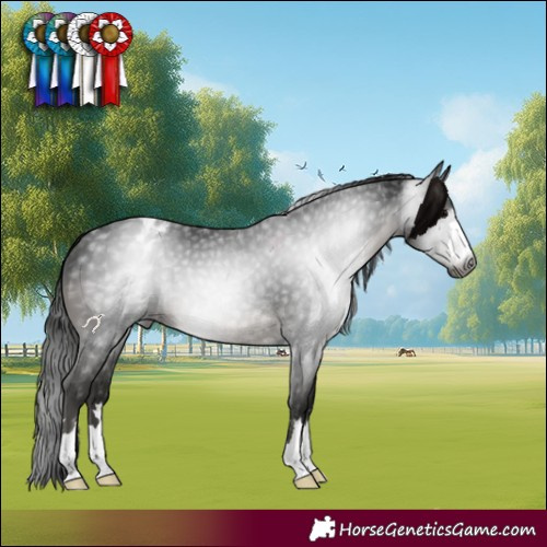 Horse Color:Gray Black Varnish 