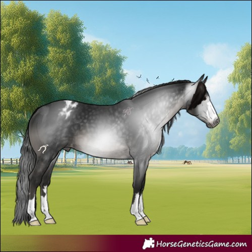 Horse Color:Gray Black Appaloosa 