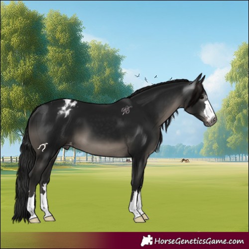 Horse Color:Gray Black Appaloosa
