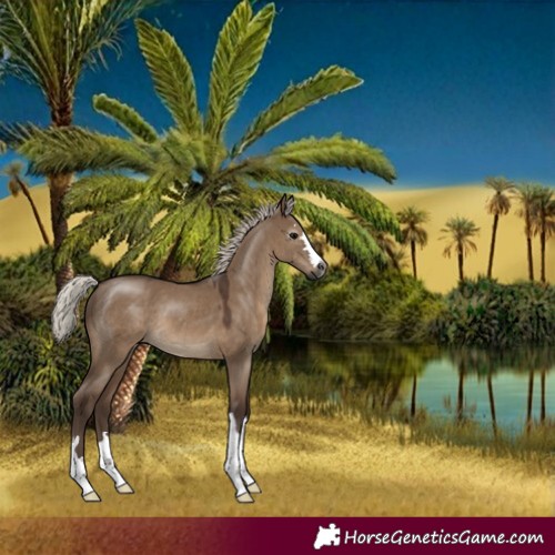 Horse Color:Gray Silver Grullo 