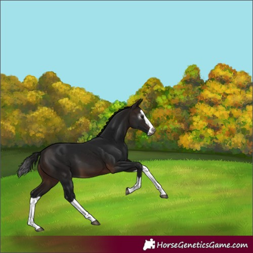 Horse Color:Gray Bay Splash 