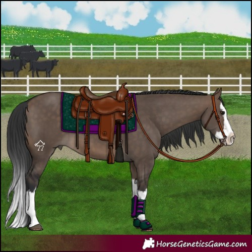 Horse Color:Brown Dun Splash 