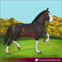 Horse Color:Bay Splash